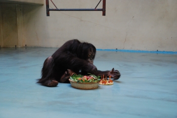 写真：ケーキとフルーツバスケットを食べるひなちゃん