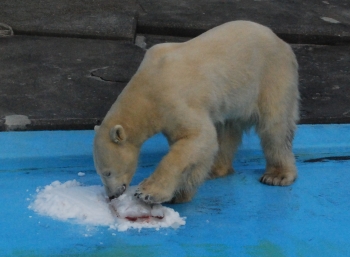 写真:アイスケーキを食べるキロル