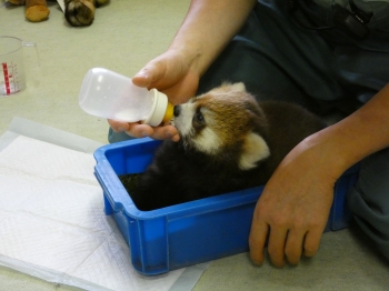 写真：レッサーパンダの赤ちゃん