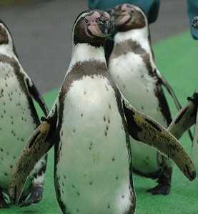 写真：フンボルトペンギン右黒緑