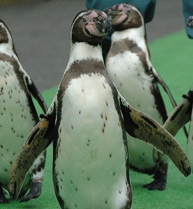 写真：フンボルトペンギン右黒緑