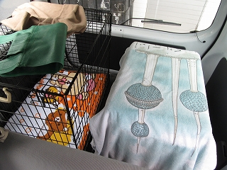 写真:車に乗せられたケージ