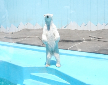 写真:ホッキョクグマ