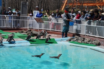写真:ペンギン