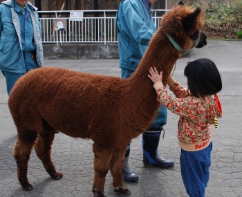 写真:アルパカと触れ合うこども