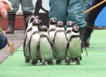 写真：ペンギン
