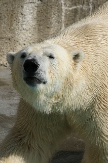 写真：ホッキョクグマ2