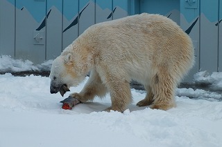 写真：ホッキョクグマ1