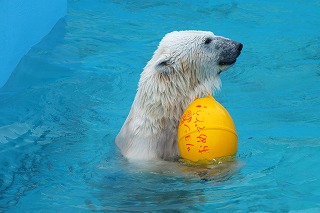 写真：ホッキョクグマ2