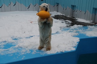 写真：ホッキョクグマ3