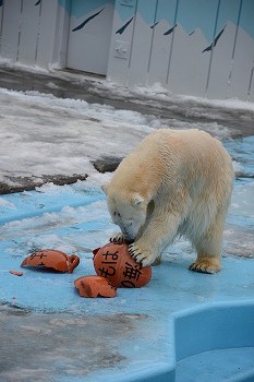 写真：ホッキョクグマ2