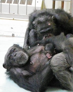 写真：チンパンジーのリリー親子