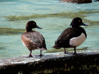 写真：キンクロハジロ1