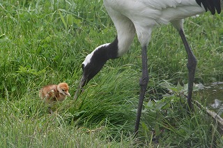 写真：タンチョウの親子1