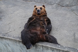 写真：エゾヒグマのオグリ