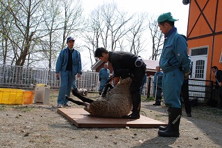 写真：メンヨウの毛刈り2