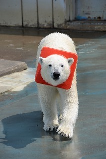 写真：首に遊具が引っ掛かったミルク