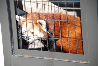写真:レッサーパンダ1