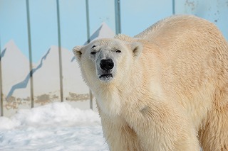 写真:ホッキョクグマ「ユキオ」