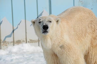 写真：ホッキョクグマ「ユキオ」