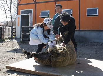 写真：メンヨウの毛刈り