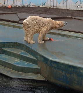 写真：ホッキョクグマ「ユキオ」