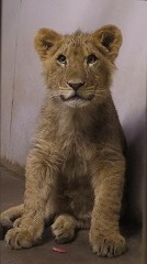 写真：ライオンのヤマト