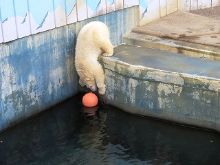 写真：ホッキョクグマのミルク