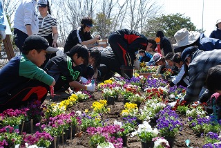 写真：パンジーの移植