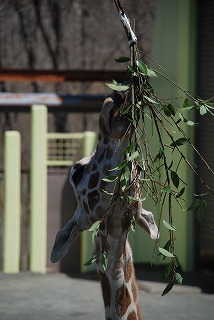 写真：木の葉を食べるキリン2