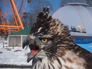 写真：クマタカ