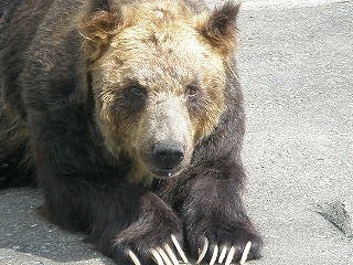 写真：エゾヒグマのウエスト