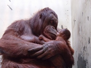 写真：オランウータンの親子