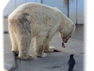 写真：ニジマスを食べる様子