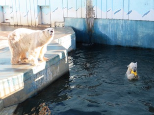 写真：浮き具で遊ぶ様子