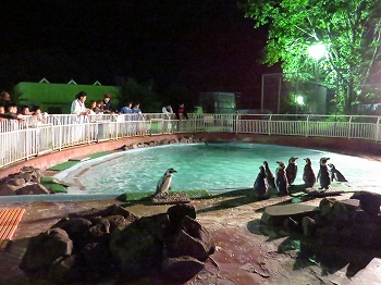 写真：夜の動物園まつり