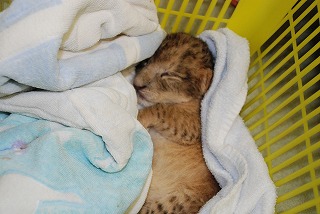 写真：ライオンの赤ちゃん2