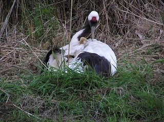 写真：タンチョウのヒナ（5月31日）