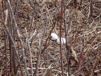 写真：ツル公園で産まれた卵