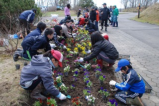 写真：山花小中パンジー植え