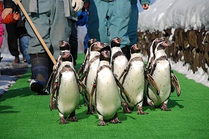 写真：ペンギンウォーキング