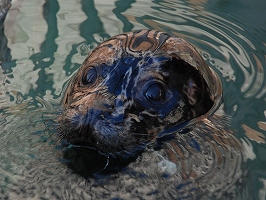 写真：ゼニガタアザラシ