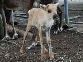 写真：トナカイの子ども