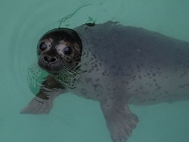 写真：ゴマフアザラシ