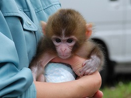 写真：ニホンザルの赤ちゃん