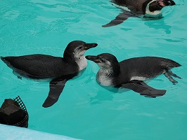 写真：ペンギン