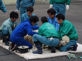 写真：毛刈り