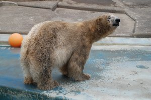 写真：ホッキョクグマのユキオ