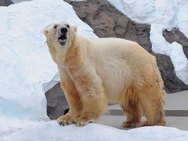 写真：ホッキョクグマのオス