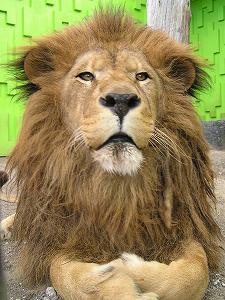 写真：ライオンの「キング」
